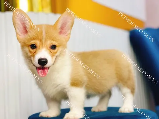 Tham khảo bảng giá chó Corgi tại các cửa hàng uy tín như PetHouse để đảm bảo chất lượng