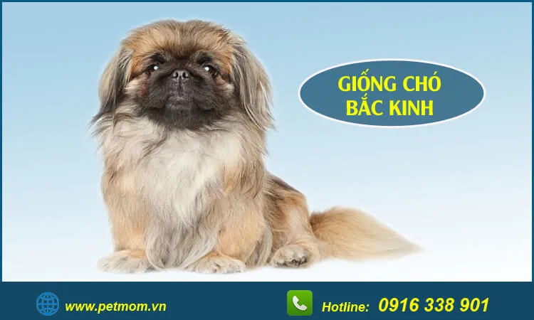 Tham khảo mức giá chó Poodle lai Nhật trên thị trường thú cưng hiện nay