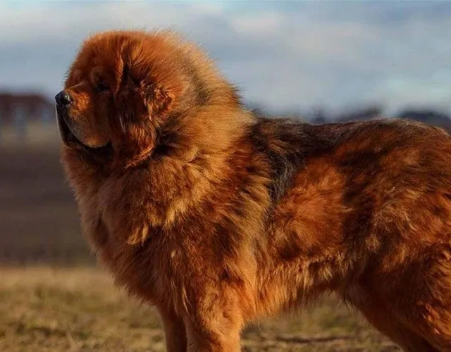 Thân hình săn chắc và cân đối của chó ngao Tây Tạng đang di chuyển, cần vận động thường xuyên.