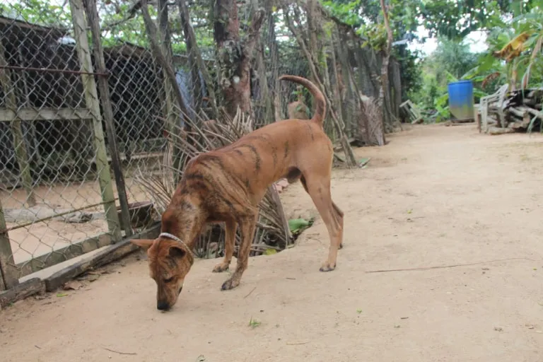 Thân hình thon gọn, không quá lớn