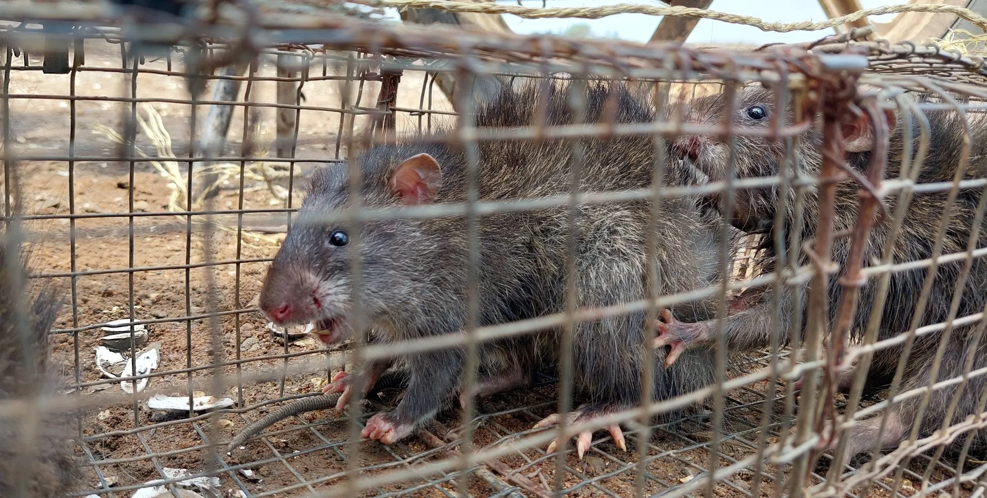 Thành quả mỗi ngày của thợ săn chuột cống nhum con với 5-7kg hàng đặc sản