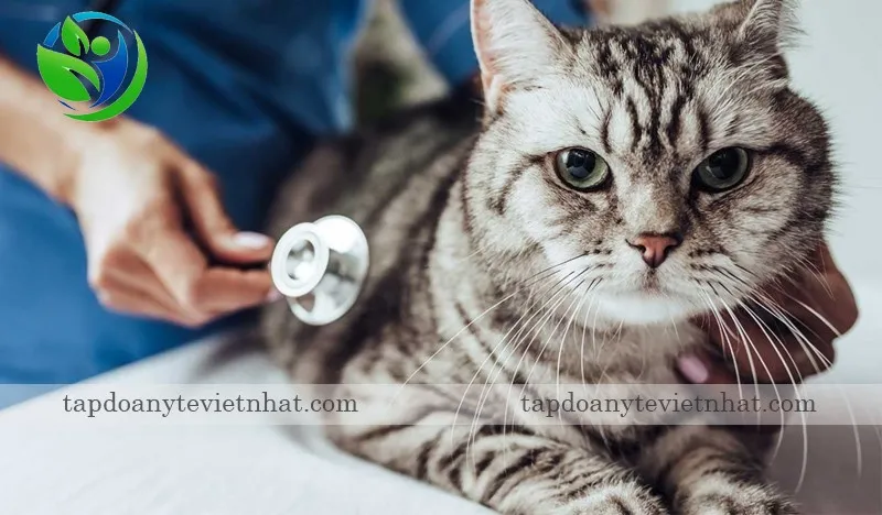 Thể dại đơ khiến mèo liệt chi