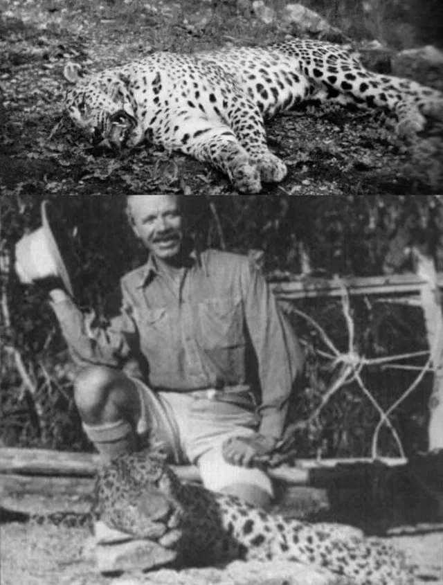 Con Chó Sói Và Con Dê: Phân Tích Chuyên Sâu Bài Học Cổ Tích Về Sự Cảnh Giác