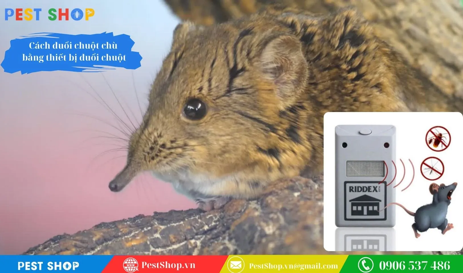 thiết bị đuổi chuột chù hoạt động bằng sóng âm cao tần trong nhà