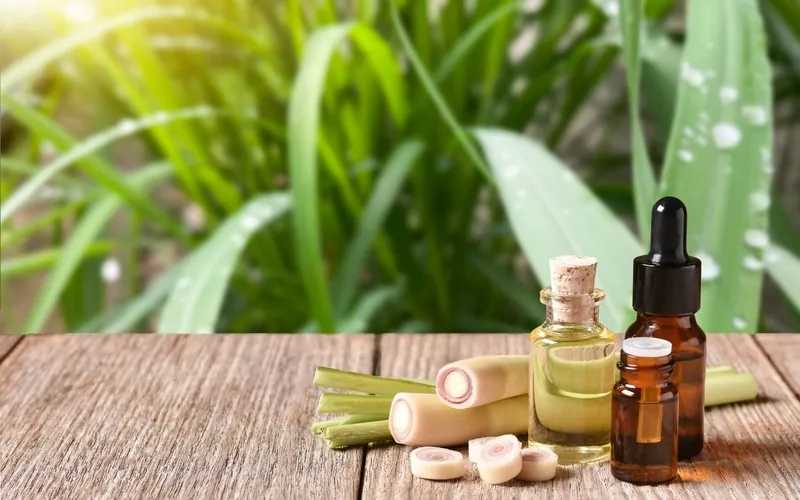 Thiết bị phát sóng siêu âm đuổi chuột chù