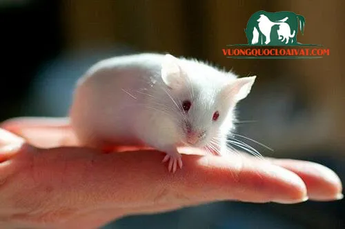 Thiết bị và phụ kiện cơ bản cần chuẩn bị khi mua chuột bạch nuôi làm cảnh
