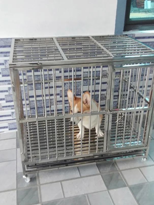 Thiết kế chuồng chó inox lắp ghép thẩm mỹ và chắc chắn