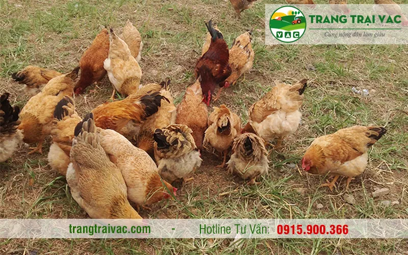 Thiết kế chuồng nuôi gà ri