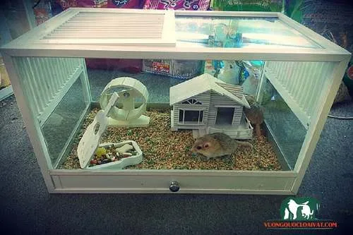 Thiết kế lồng nuôi đa tầng, đảm bảo môi trường sống sạch sẽ và thoải mái cho Hamster.