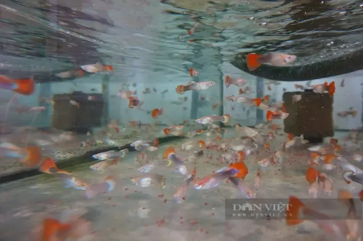 Thiết lập bể đẻ cá Hà Lan nhỏ gọn với cây thủy sinh dày đặc và hệ thống lọc mút để bảo vệ cá con