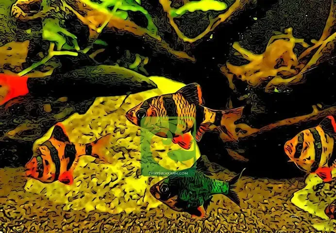 Thiết lập bể thủy sinh và môi trường sống lý tưởng cho cá tứ vân xanh