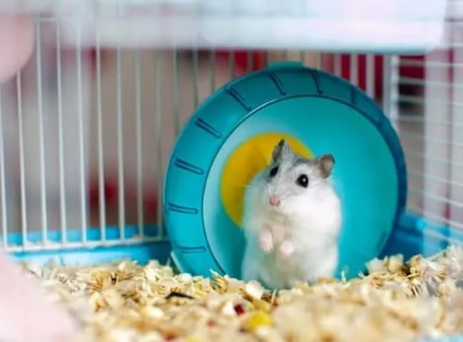 Thiết lập lồng nuôi Hamster Winter White với mùn cưa và đồ chơi cơ bản