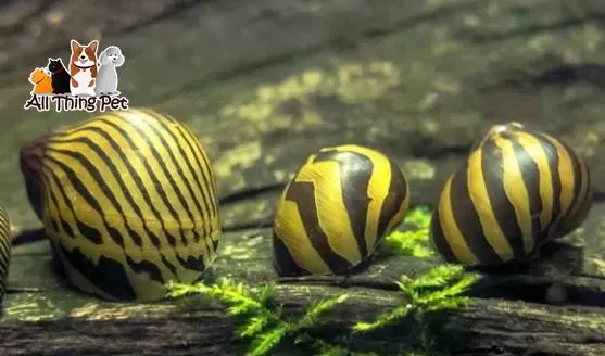 Thiết lập môi trường nước lợ tối ưu cho quá trình sinh sản của ốc Nerita