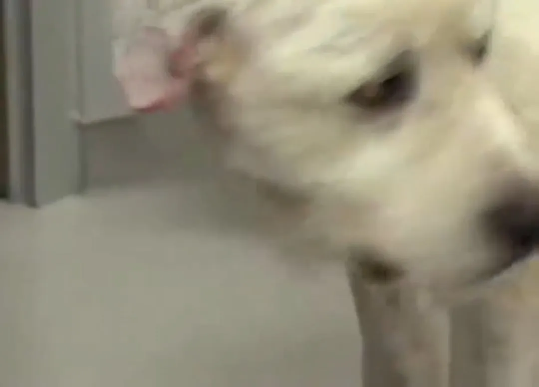 Chó Sói Ăn Thịt Dê: Phân Tích Chuyên Sâu Truyện Cổ Tích Và Bài Học Đời Sống