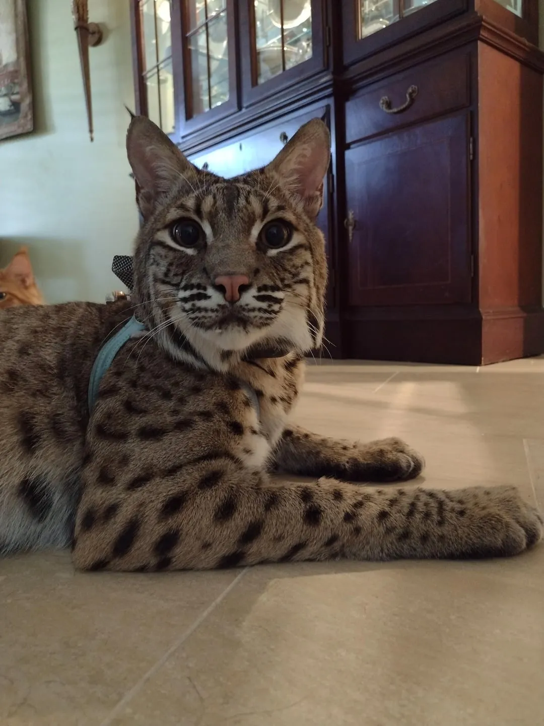 Nên Nuôi Chó Alaska Đực Hay Cái? Phân Tích Chuyên Sâu Về Tính Cách Và Kích Thước