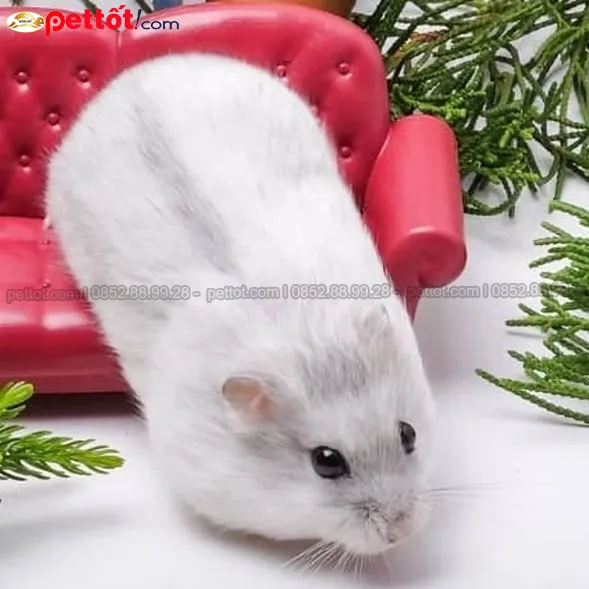 Thỏa thuận và thanh toán minh bạch khi thu mua chuột hamster số lượng lớn