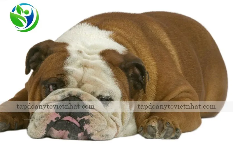 Thời kì bại liệt khiến chó tử vong sau vài ngày