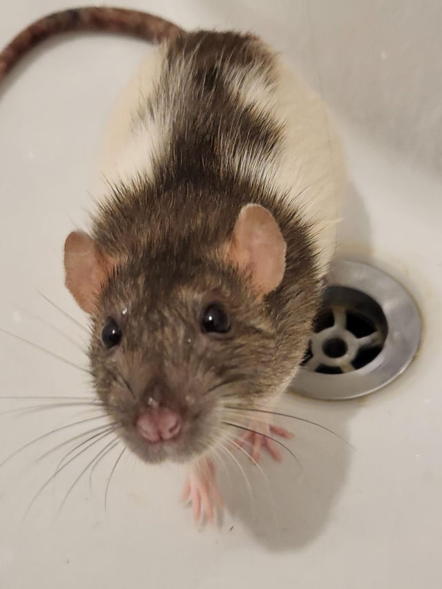 Nuôi Chuột Hamster – Hướng Dẫn Chuyên Sâu Cho Người Mới Bắt Đầu