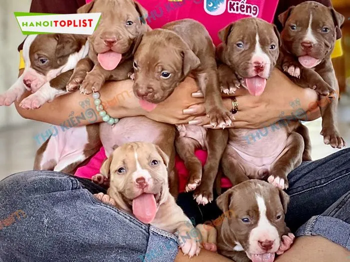 Thú Kiểng, địa chỉ có hơn 16 năm kinh nghiệm, cung cấp chó Pitbull và các gói bảo hiểm sức khỏe dài hạn.