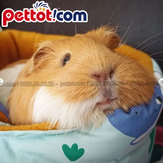 Thức ăn chính và cần thiết cho chuột lang non là cỏ khô Timothy chất lượng cao.