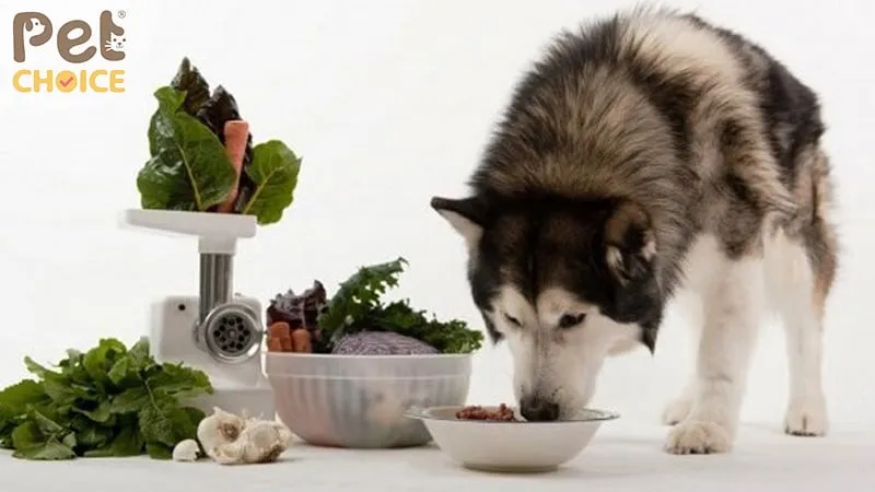 Cách Nuôi Chó Alaska 2 Tháng Tuổi Toàn Diện Và Khoa Học