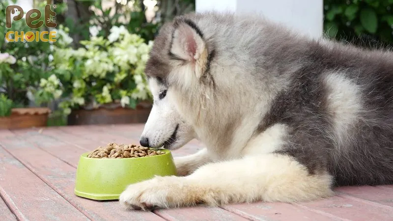 Chó Siberian Husky: Cẩm Nang Toàn Diện Từ Nguồn Gốc Đến Cách Chăm Sóc