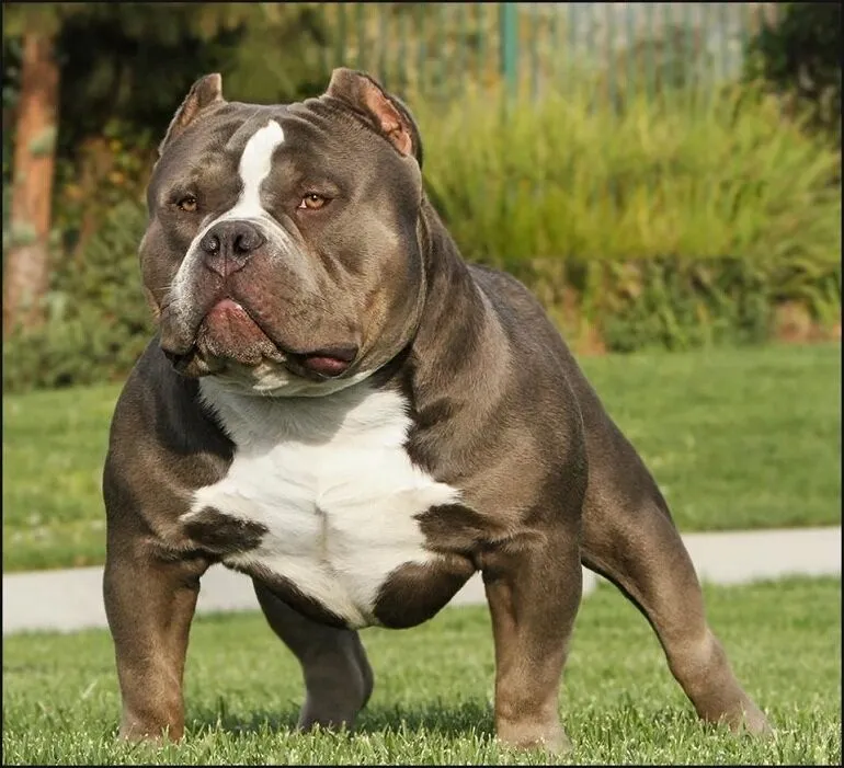 Gia Phối Giống Chó Pitbull Chuẩn Chuyên Gia: Quy Trình, Sức Khỏe Và Chi Phí Cập Nhật 2024