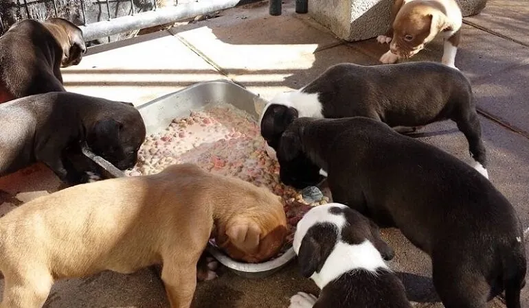 Gia Phối Giống Chó Pitbull Chuẩn Chuyên Gia: Quy Trình, Sức Khỏe Và Chi Phí Cập Nhật 2024