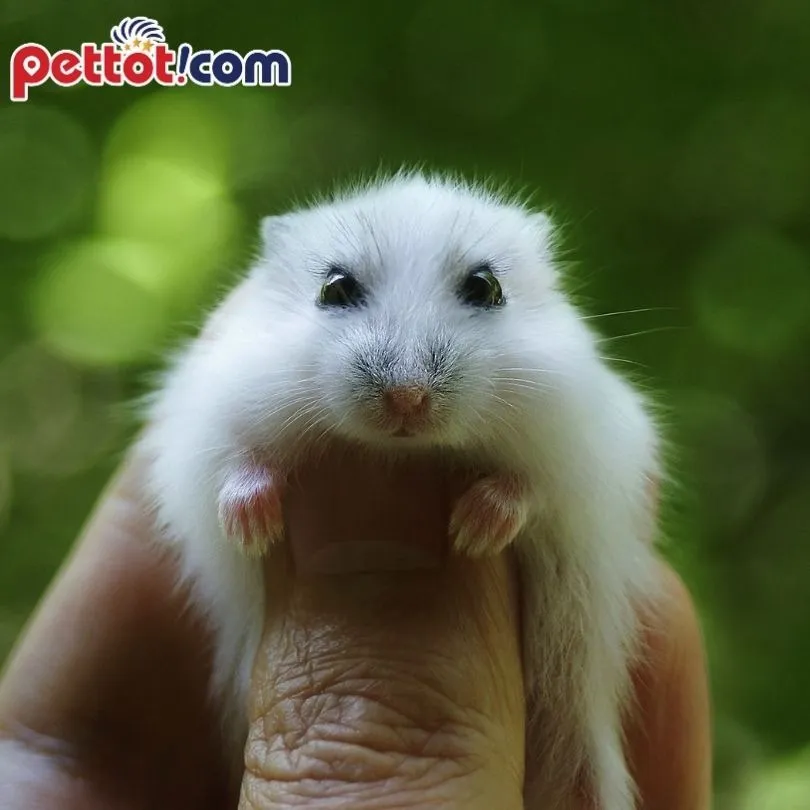 Thức ăn cho chuột hamster