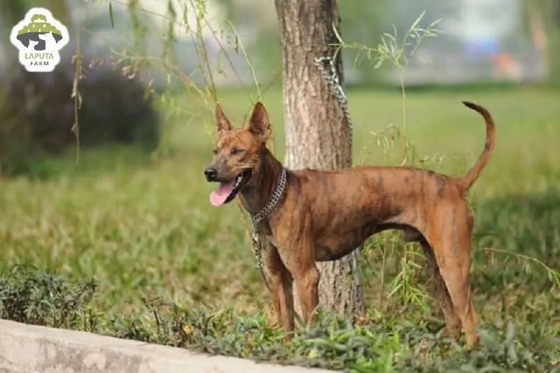 Thức ăn dinh dưỡng giàu protein và chất béo cho sự phát triển của chó xoáy Phú Quốc