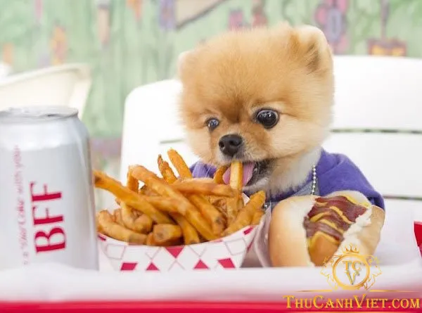 Thức ăn giàu chất béo gây tiêu chảy và rụng lông cho chó Phốc Sóc