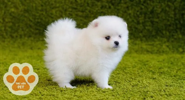 Thức ăn hạt khô cao cấp cho chó phốc sóc lai bắc kinh, đảm bảo dinh dưỡng và sức khỏe đường ruột.