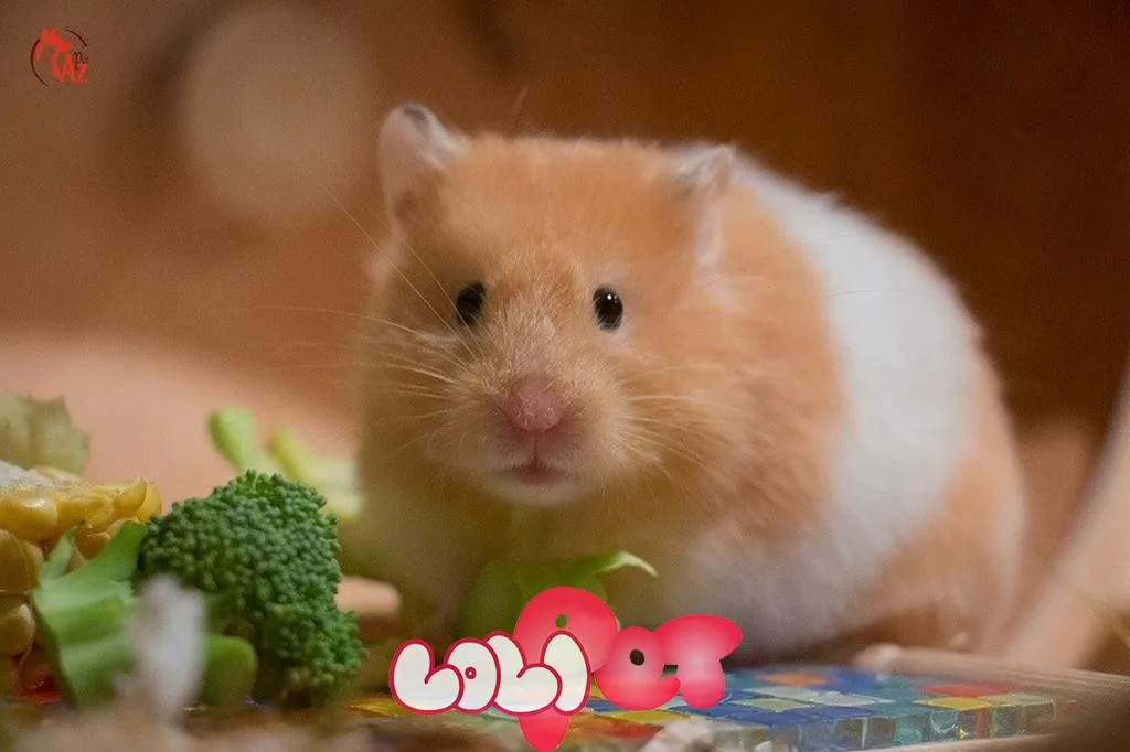 Thức ăn hạt tổng hợp phù hợp cho chuột Hamster Syrian