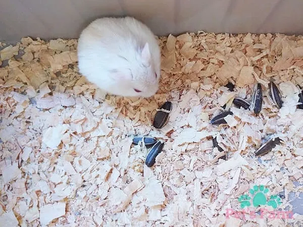 Thức ăn tổng hợp và hạt dinh dưỡng cho Winter White, đảm bảo chế độ ăn khoa học