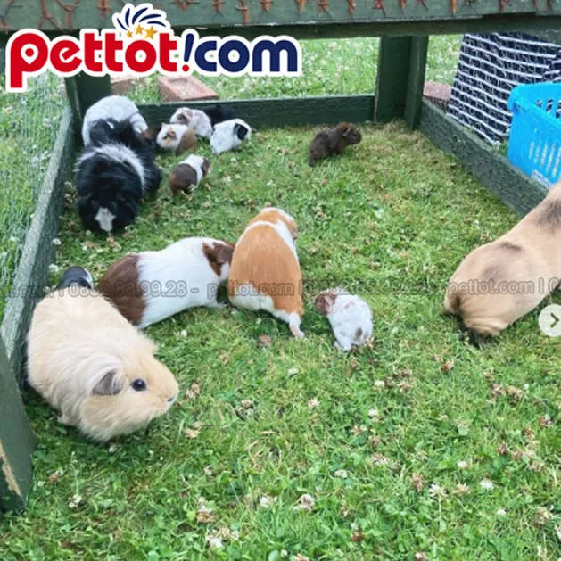 Thức ăn và dinh dưỡng cho chuột lang hàng tháng