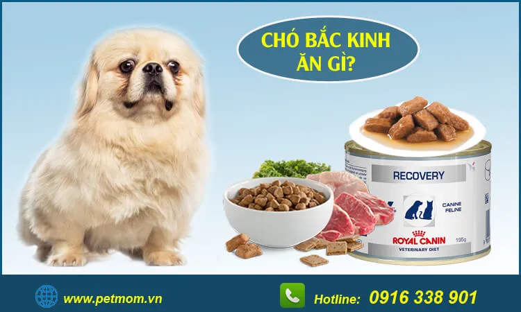 Thực phẩm cần thiết trong khẩu phần ăn hàng ngày của giống chó nhật lai phốc.