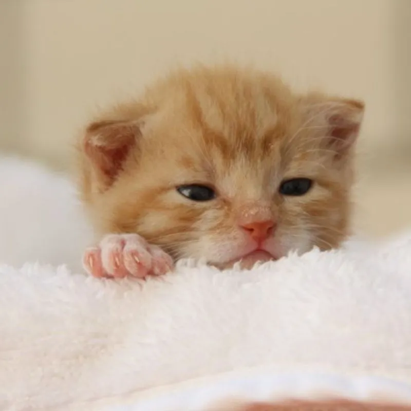 Thực phẩm người ăn có thể gây độc cho mèo con 3 tháng tuổi.