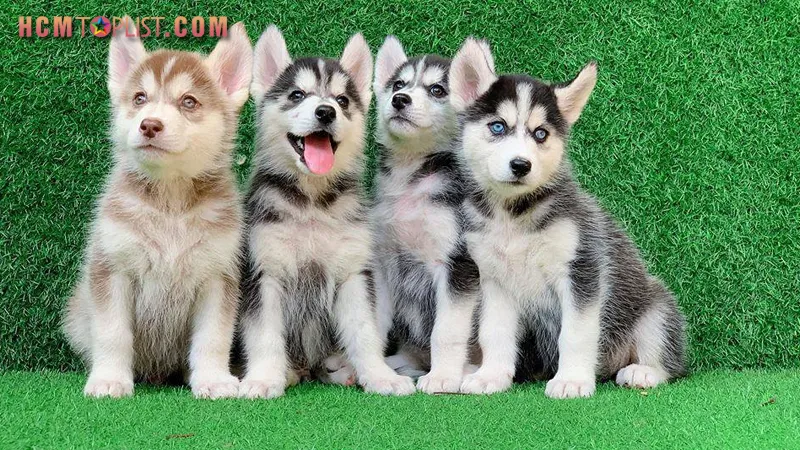 Địa chỉ mua chó cảnh giá rẻ tphcm uy tín tại Thukieng.com