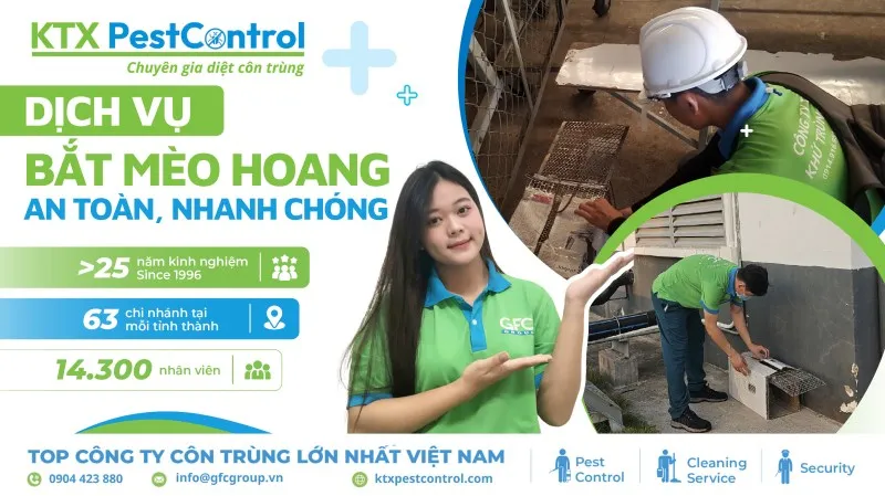 Dịch Vụ Bắt Mèo Hoang Chuyên Nghiệp & Nhân Đạo