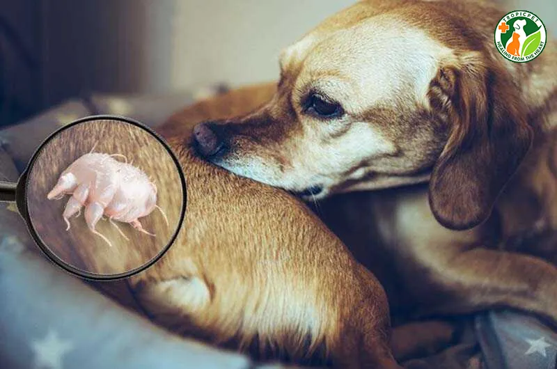 Hướng Dẫn Chi Tiết Sử Dụng Thuốc Chích Trị Ve Chó Hanmectin Hiệu Quả