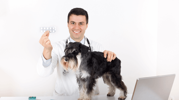 Hướng Dẫn Chi Tiết Sử Dụng Thuốc Chích Trị Ve Chó Hanmectin Hiệu Quả