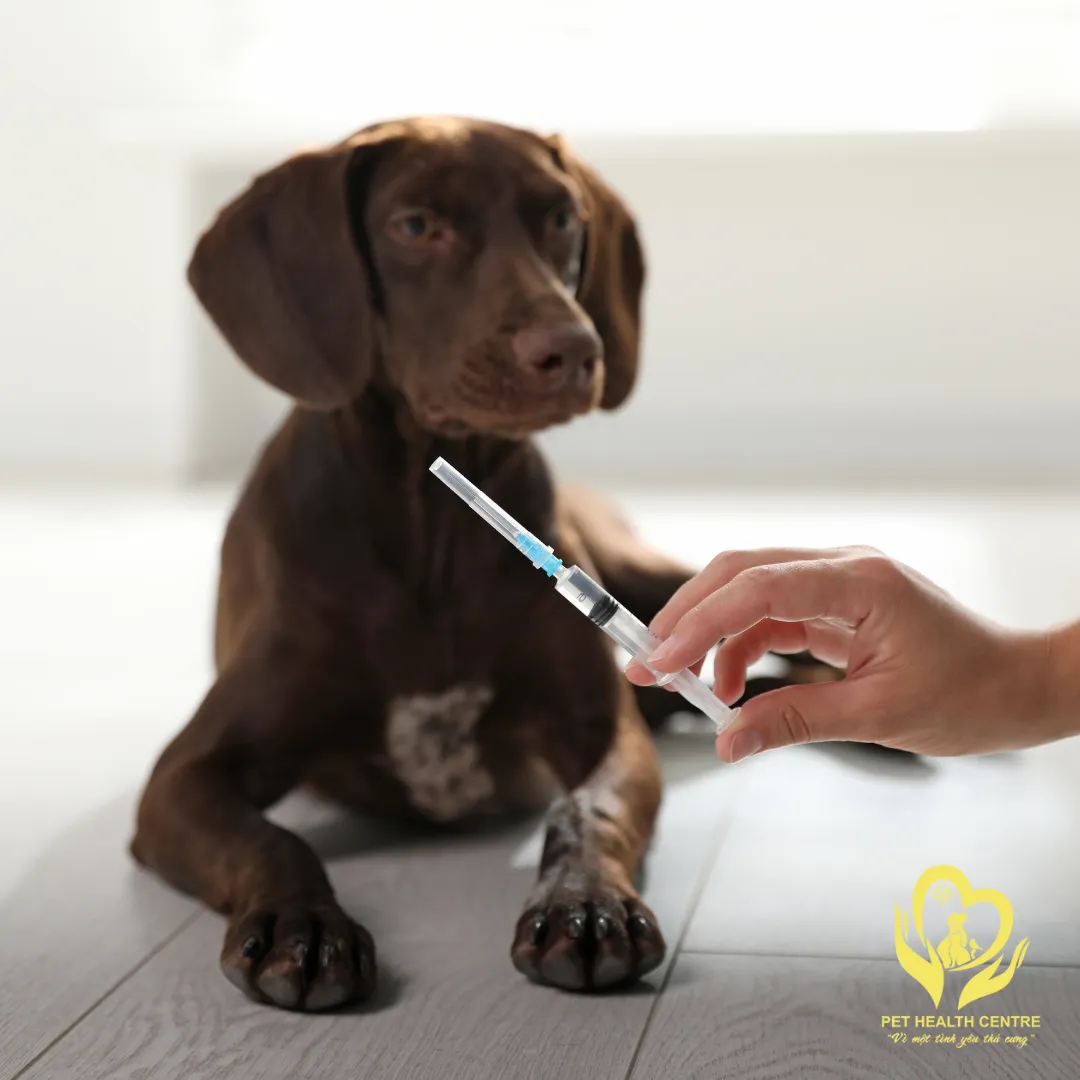 Tiêm Vắc-xin 7 Bệnh Cho Chó: Bảo Vệ Toàn Diện Sức Khỏe Thú Cưng