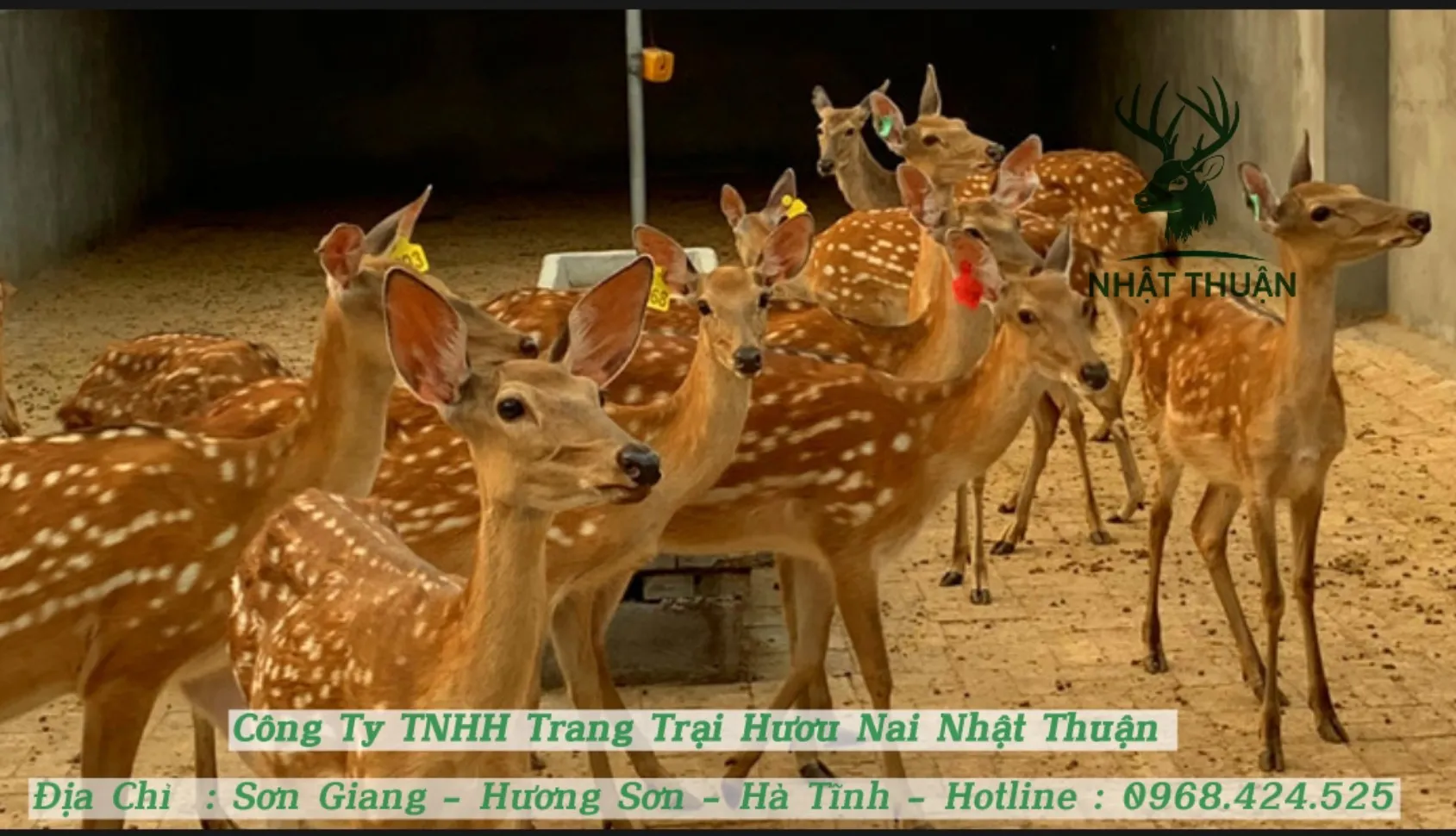 Tiêu chuẩn và cách chọn hươu cái giống có khả năng sinh sản, mắn đẻ cao trong chăn nuôi