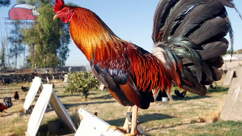 Tiêu chuẩn xây dựng chuồng trại nuôi gà đá chuyên nghiệp và hiệu quả