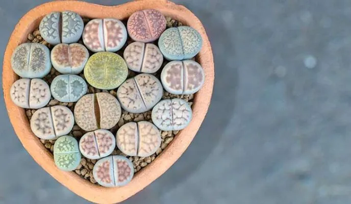 Tìm hiểu đặc điểm và nhu cầu ánh sáng của sen đá Lithops (cây mông thạch)