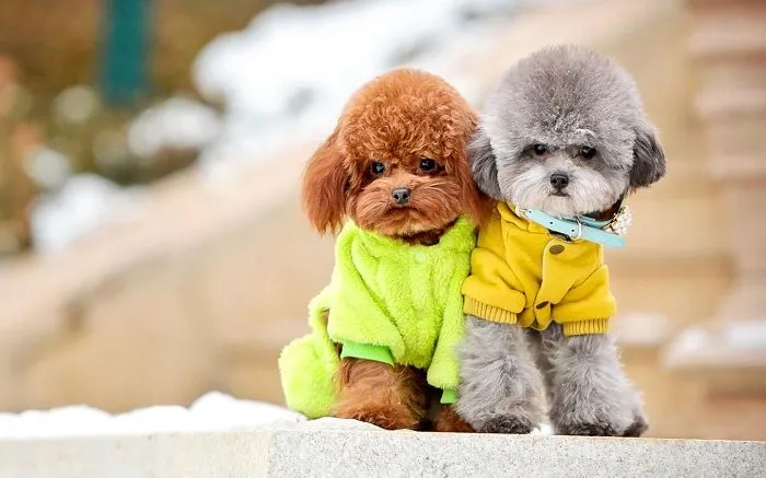 Tìm hiểu đặc tính cơ bản của Poodle con để chăm sóc sức khỏe tốt nhất