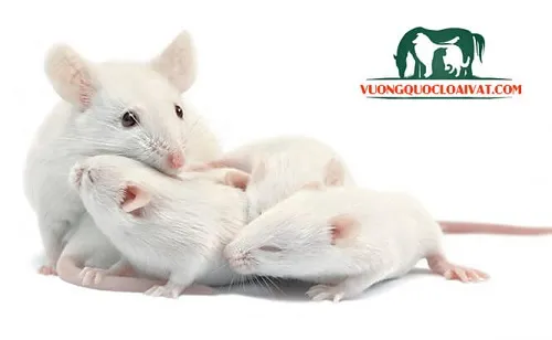 Tìm hiểu về màu mắt đỏ đặc trưng và các vấn đề sức khỏe của chuột bạch