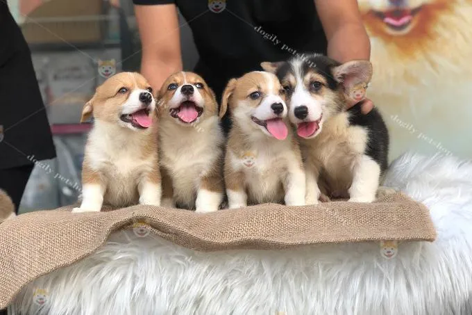 Tính cách đáng yêu và trung thành của chó Corgi Pembroke Welsh đang chơi đùa