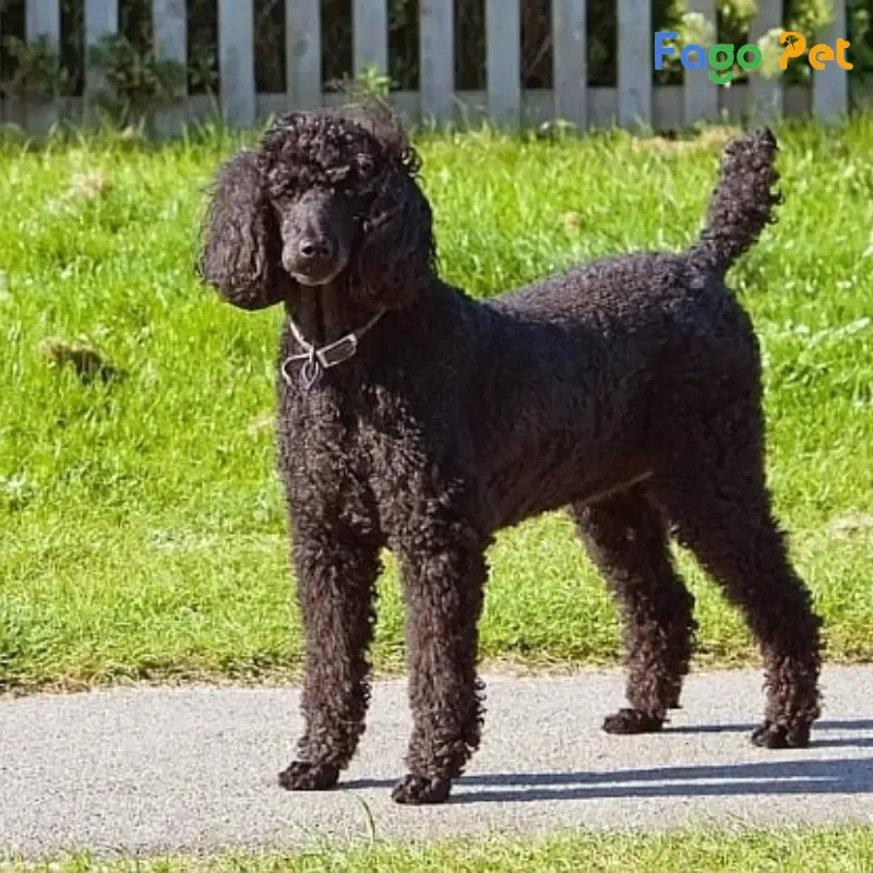 Tính cách thông minh hiền lành của giống chó Standard Poodle trong môi trường gia đình