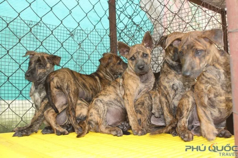 Tính cách trung thành và cảnh giác cao độ của chó Phú Quốc